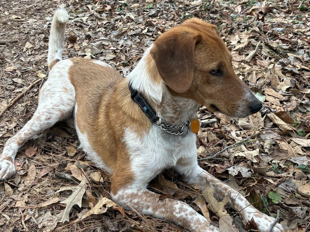 Enlarge Sonny Jim, a Adoptable mixed breed in Gillsville, GA image 4/6