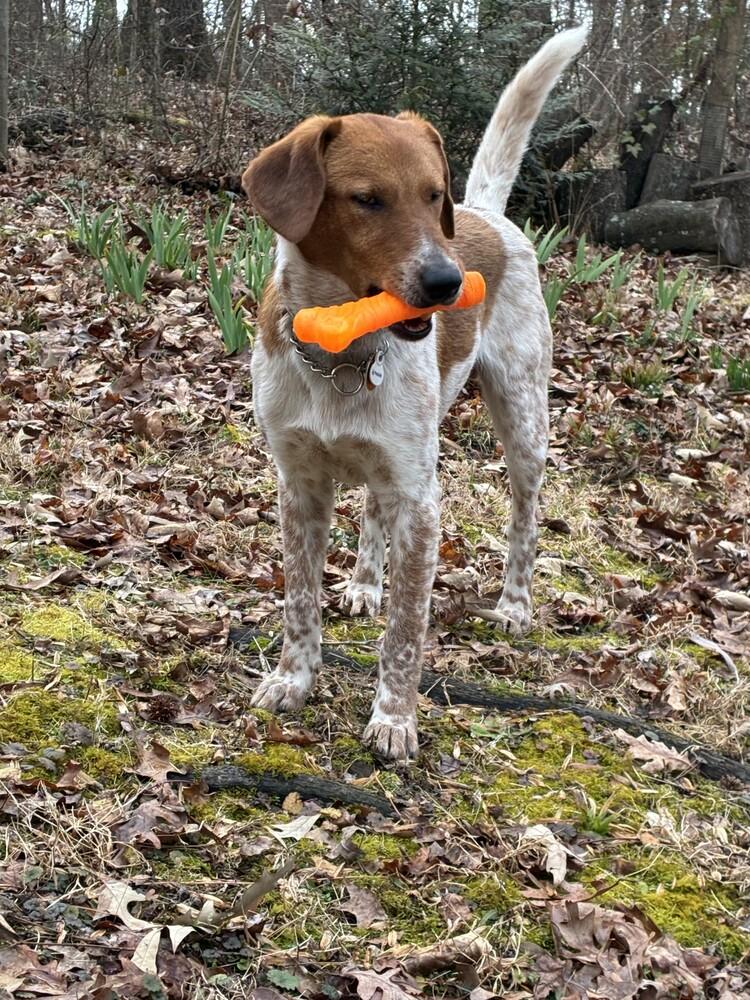 Enlarge Sonny Jim, a Adoptable mixed breed in Gillsville, GA image 5/6