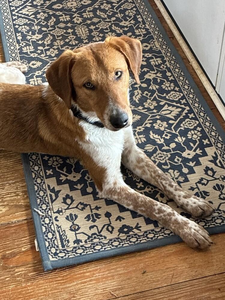 Enlarge Sonny Jim, a Adoptable mixed breed in Gillsville, GA image 6/6