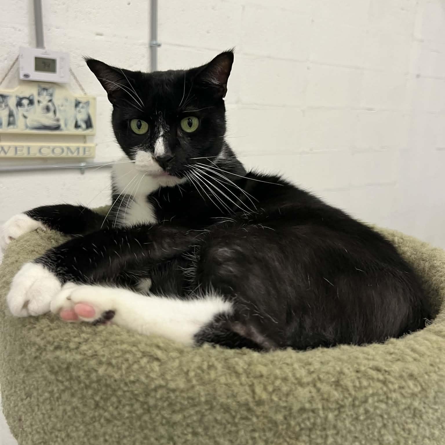 Enlarge Nicholas, a Adoptable Domestic Short Hair in West Palm Beach, FL image 5/6