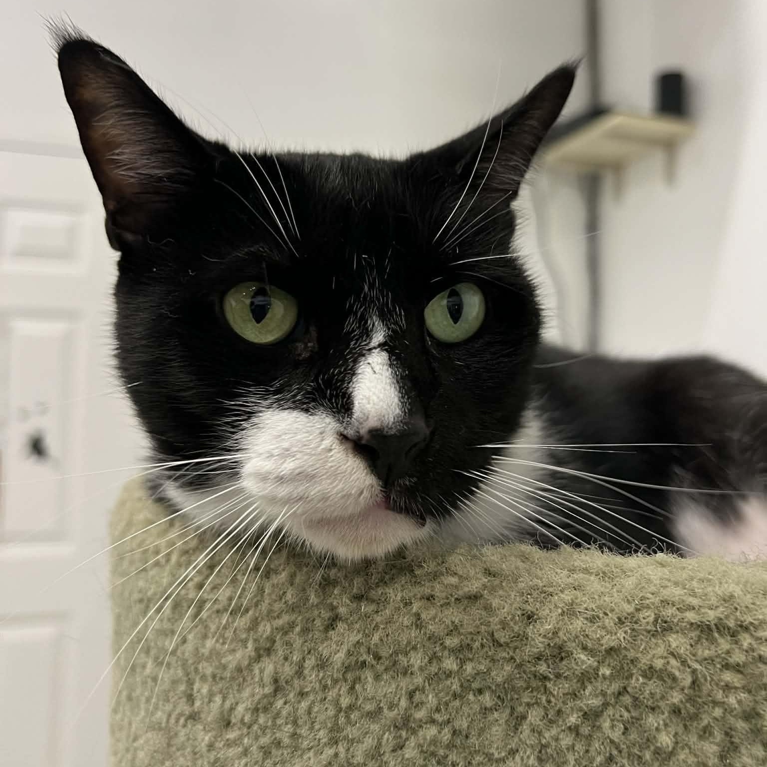 Enlarge Nicholas, a Adoptable Domestic Short Hair in West Palm Beach, FL image 2/6