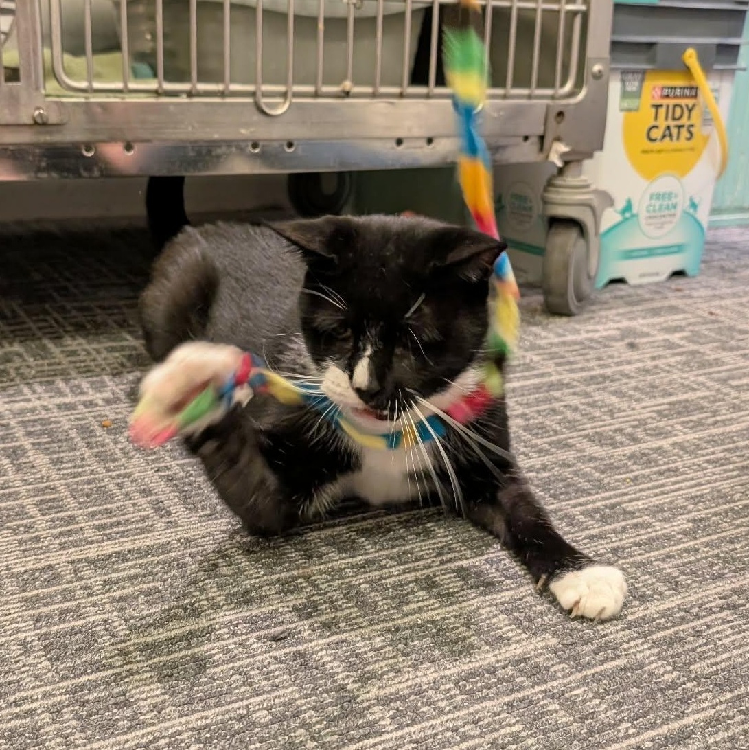 Enlarge Nicholas, a Adoptable Domestic Short Hair in West Palm Beach, FL image 6/6