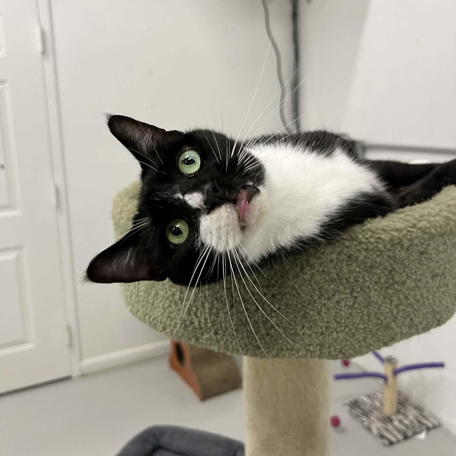 Enlarge Nicholas, a Adoptable Domestic Short Hair in West Palm Beach, FL image 4/6