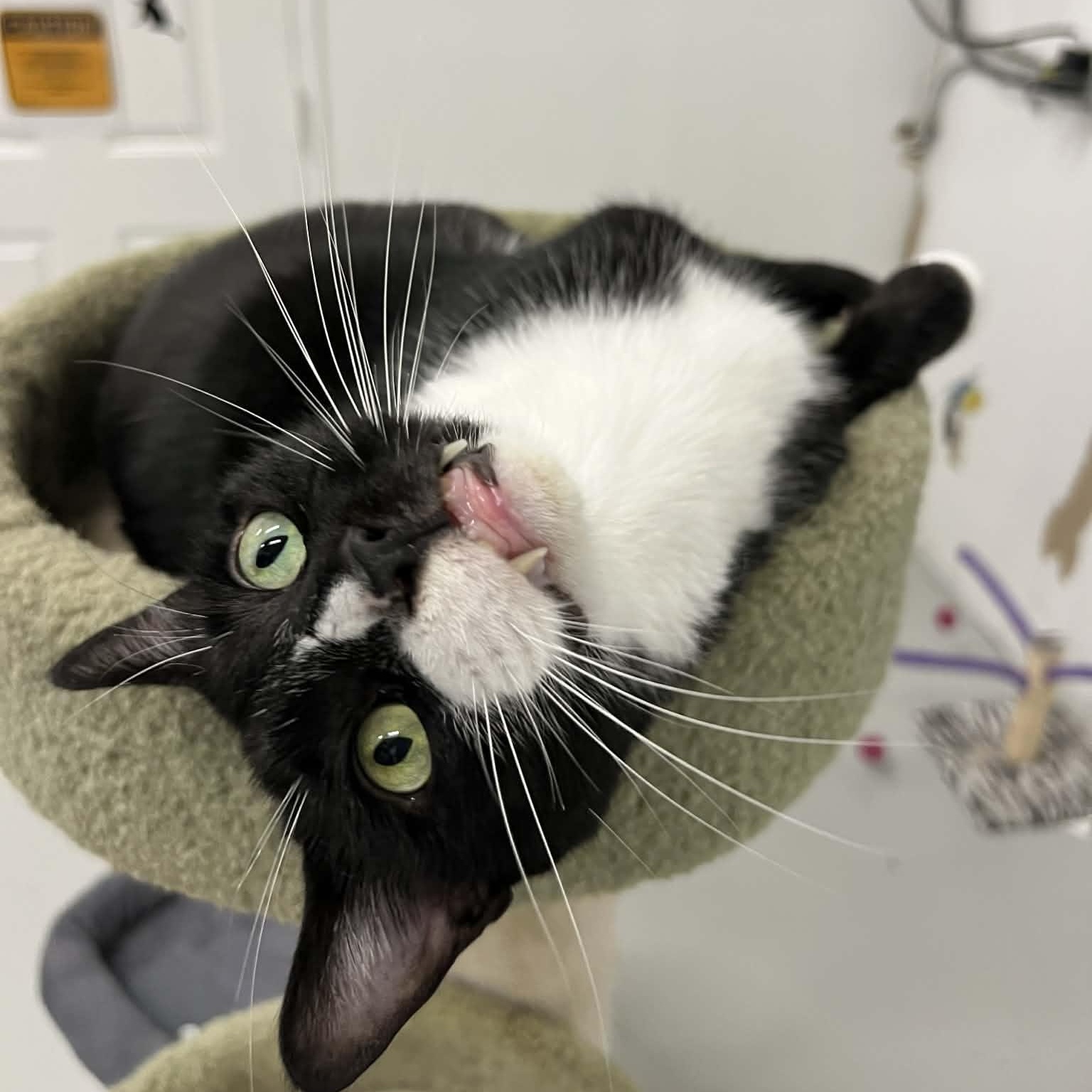 Enlarge Nicholas, a Adoptable Domestic Short Hair in West Palm Beach, FL image 3/6