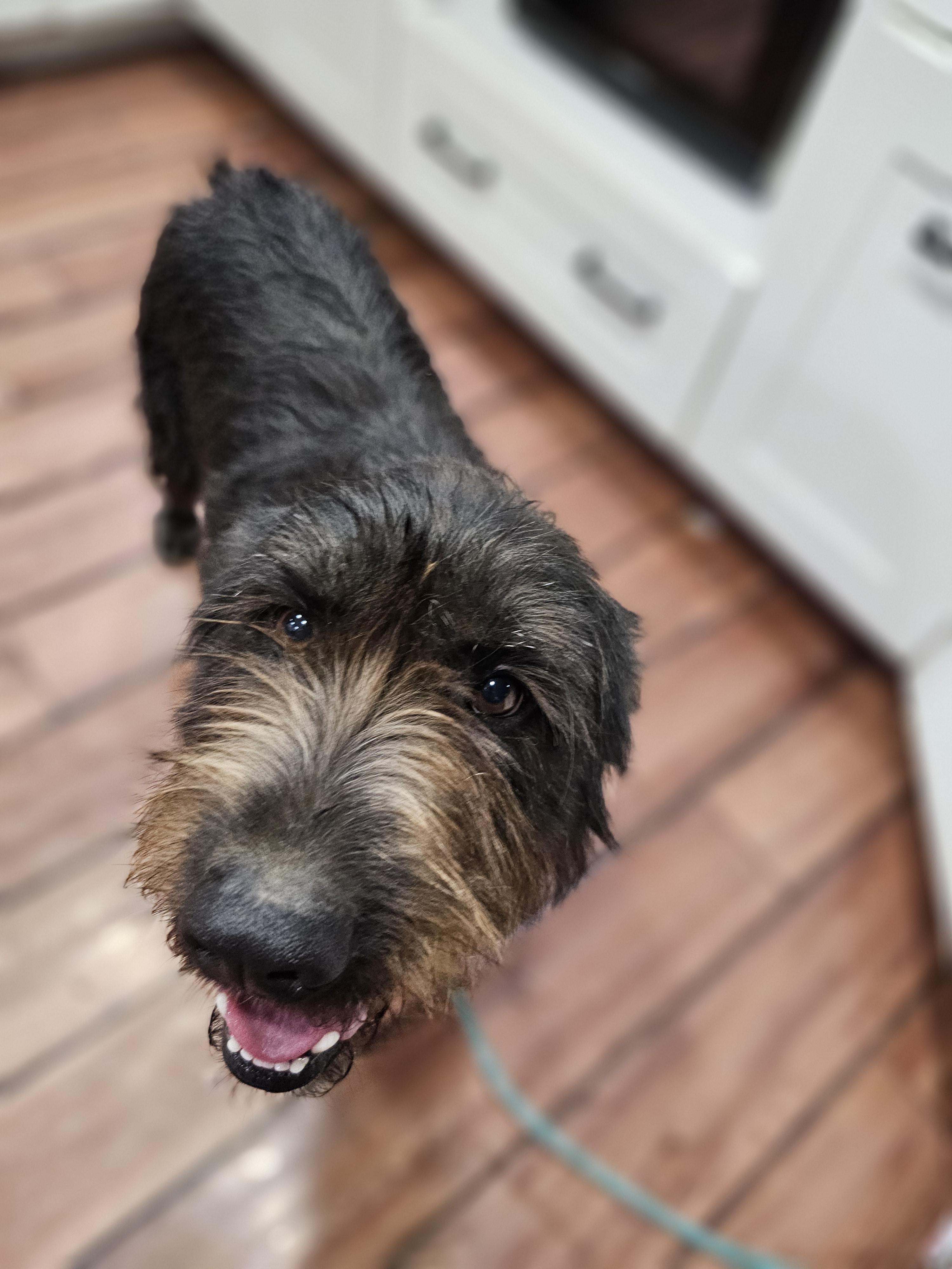 Albert so il, an adoptable Labradoodle, Aussiedoodle in MURPHYSBORO , IL, 62966 | Photo Image 5