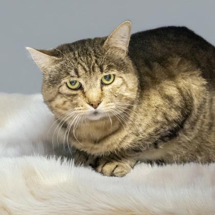 Morris (FIV+), Adoptable, Adult Male Domestic Short Hair & Domestic Short Hair.