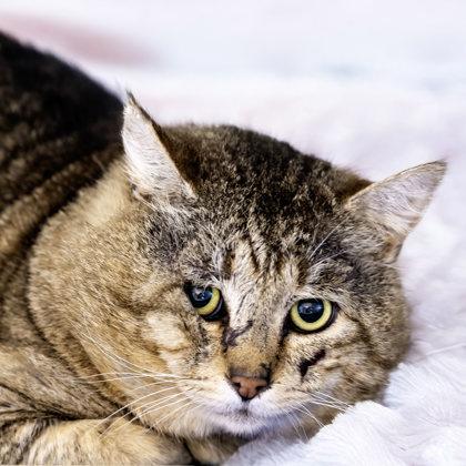 Enlarge Morris (FIV+), a Adoptable mixed breed in Camano Island, WA image 1/1