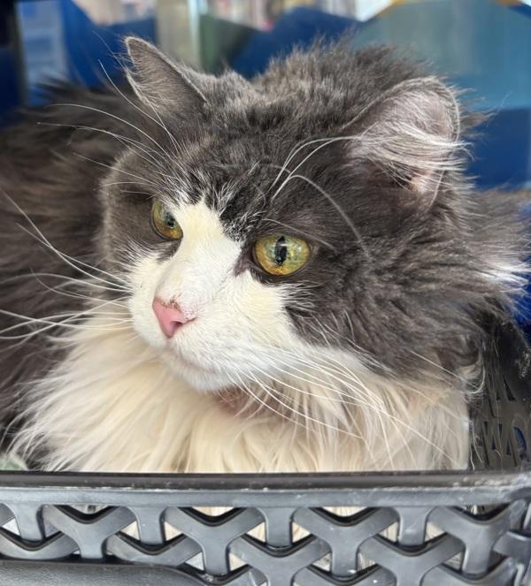 Little Mouse, Adoptable, Senior Female Domestic Long Hair.