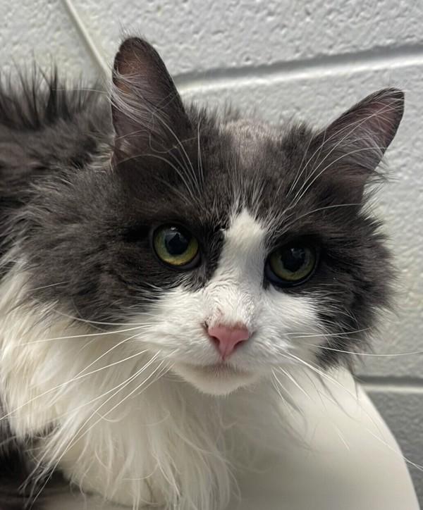 Enlarge Little Mouse, a Adoptable mixed breed in Golden, CO image 2/2