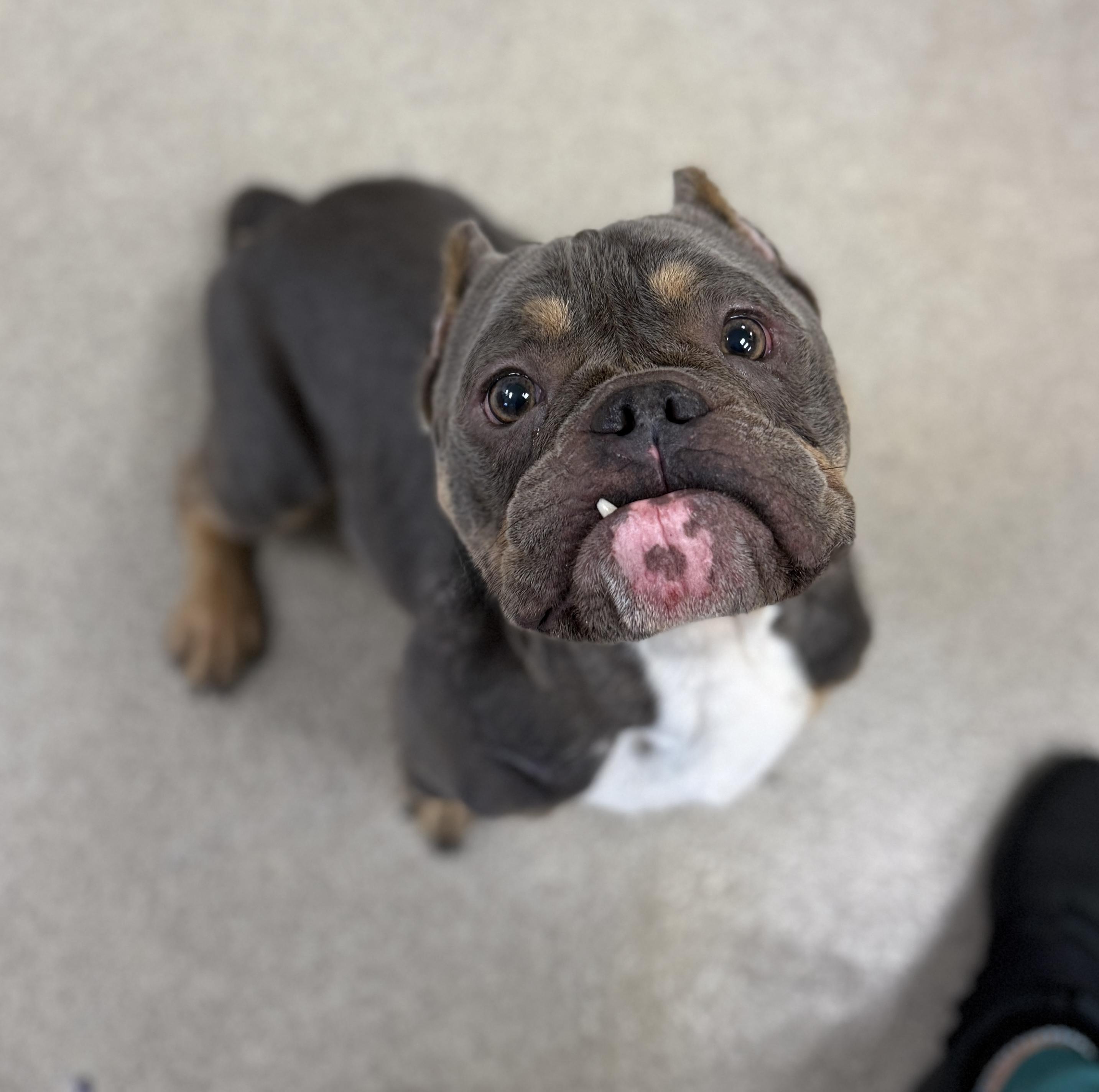 Parker, adoptable, Adult Male American Bully & Bulldog.