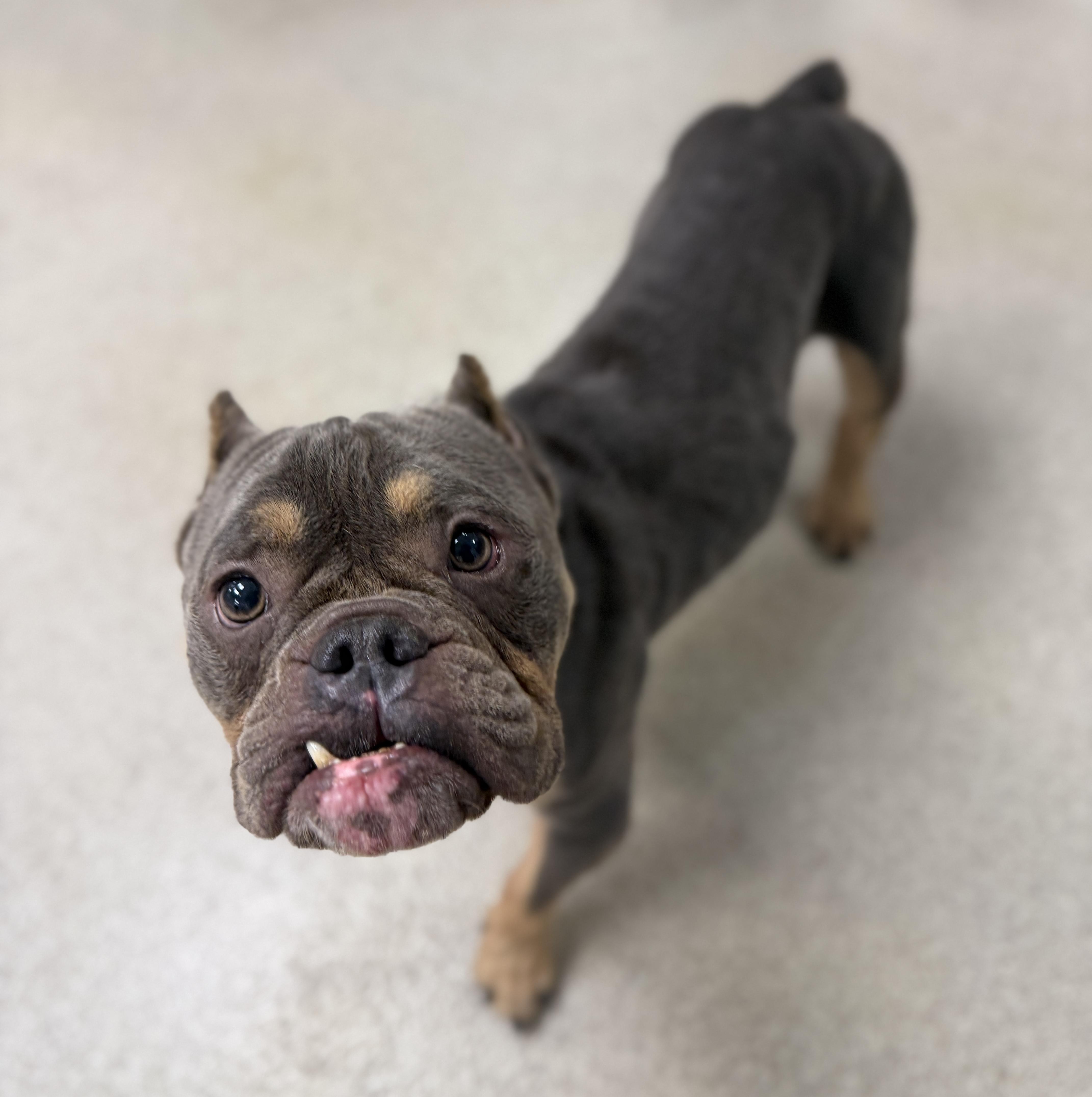 Parker, an adoptable mixed breed in Deltona, FL image 4/4