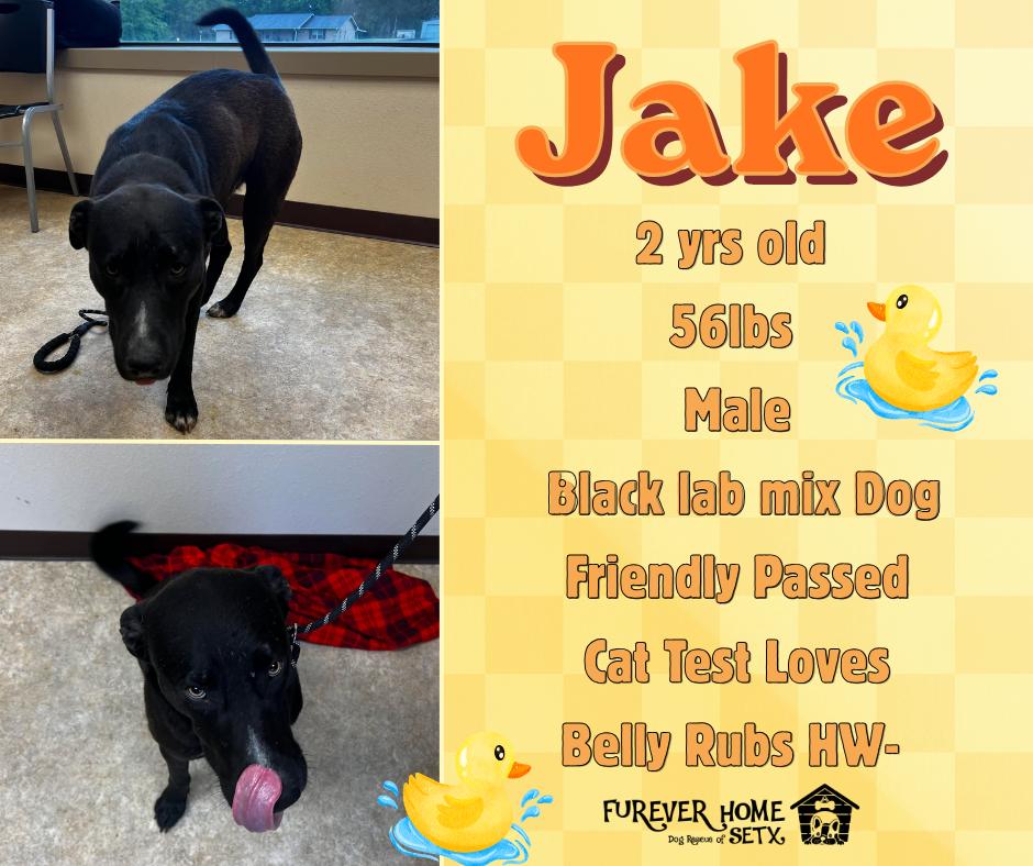Enlarge Jake, a Adoptable mixed breed in Aulac, NB image 1/1