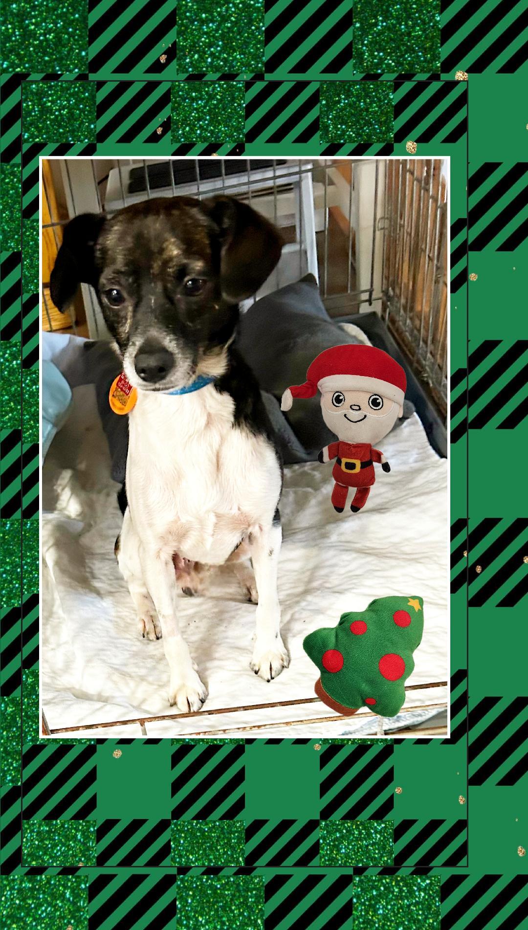 Enlarge Buddy , a ADOPTABLE mixed breed in Lake Geneva, WI image 3/6