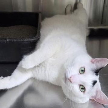 Tuck (and Tasha), Adoptable, Adult Male Domestic Short Hair.