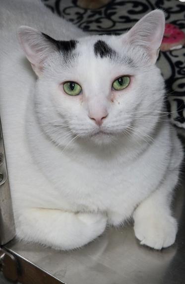 Enlarge Tuck (and Tasha), a Adoptable Domestic Short Hair in Minneapolis, MN image 3/3