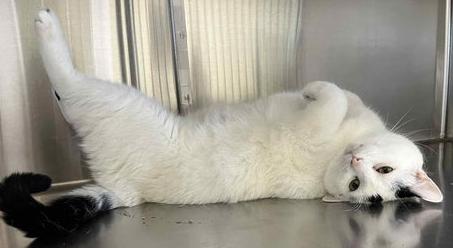 Enlarge Tuck (and Tasha), a Adoptable Domestic Short Hair in Minneapolis, MN image 2/3