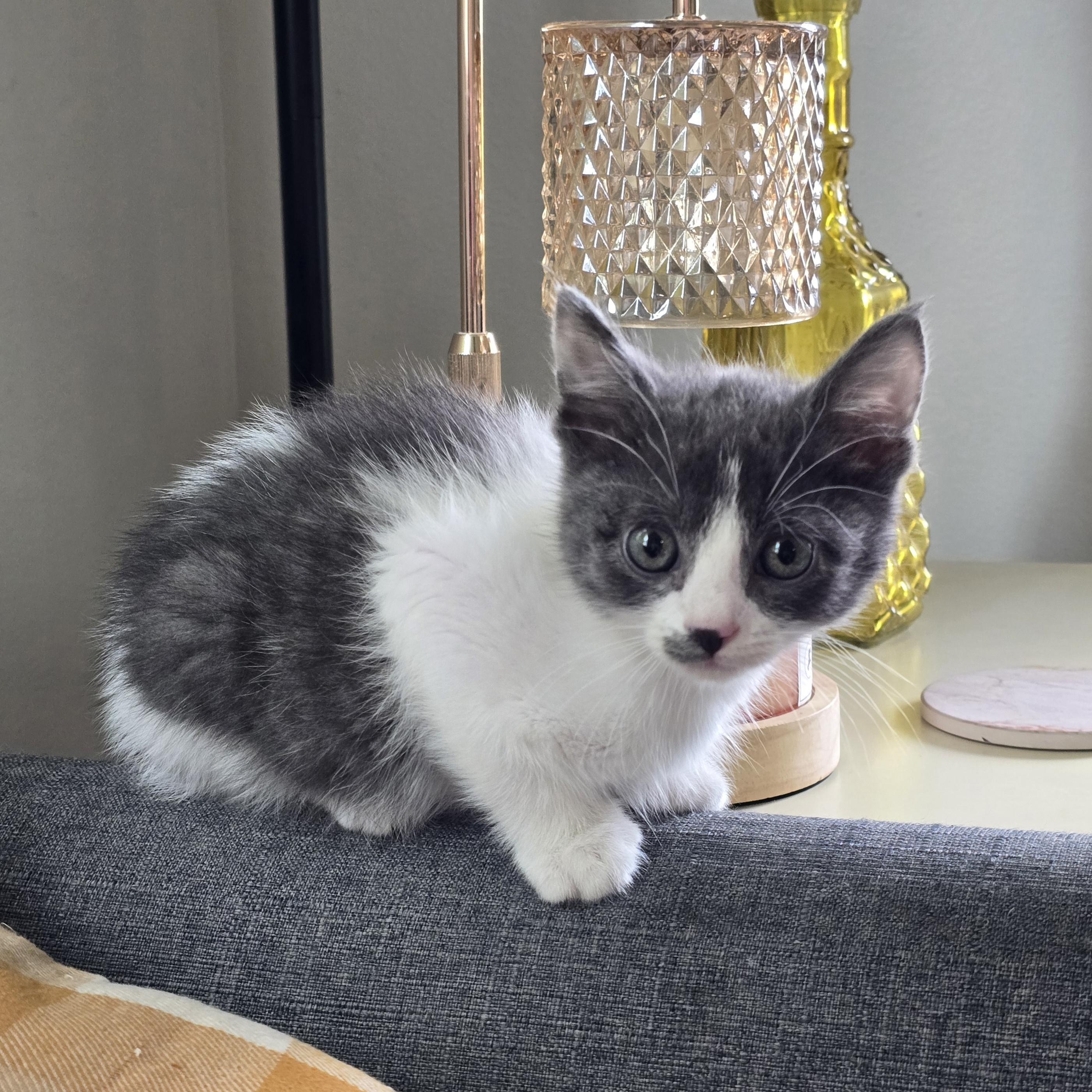 Cottentail, adopted, Kitten Male Domestic Short Hair.