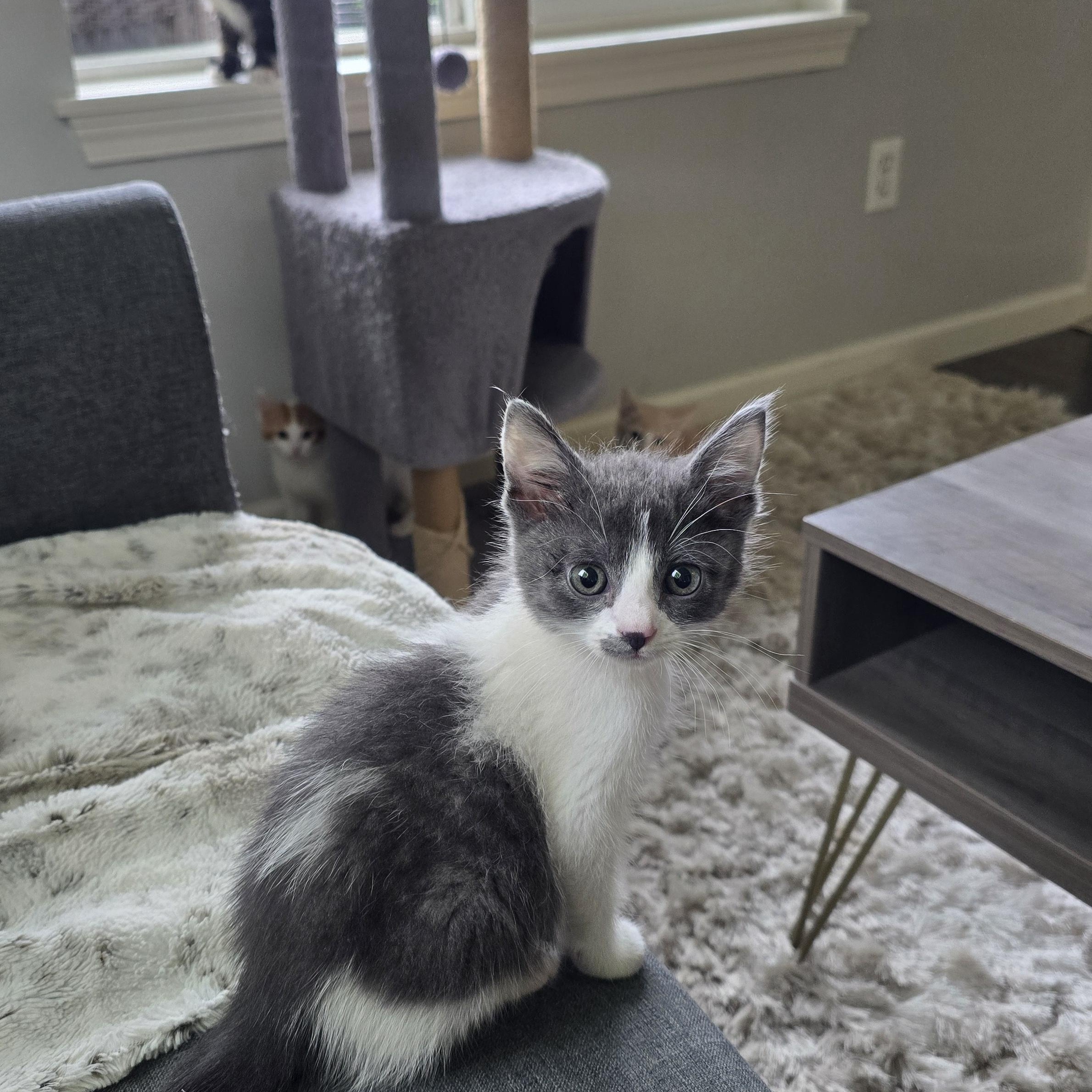 Enlarge Cottentail, an adopted Domestic Short Hair in Renton, WA image 2/4