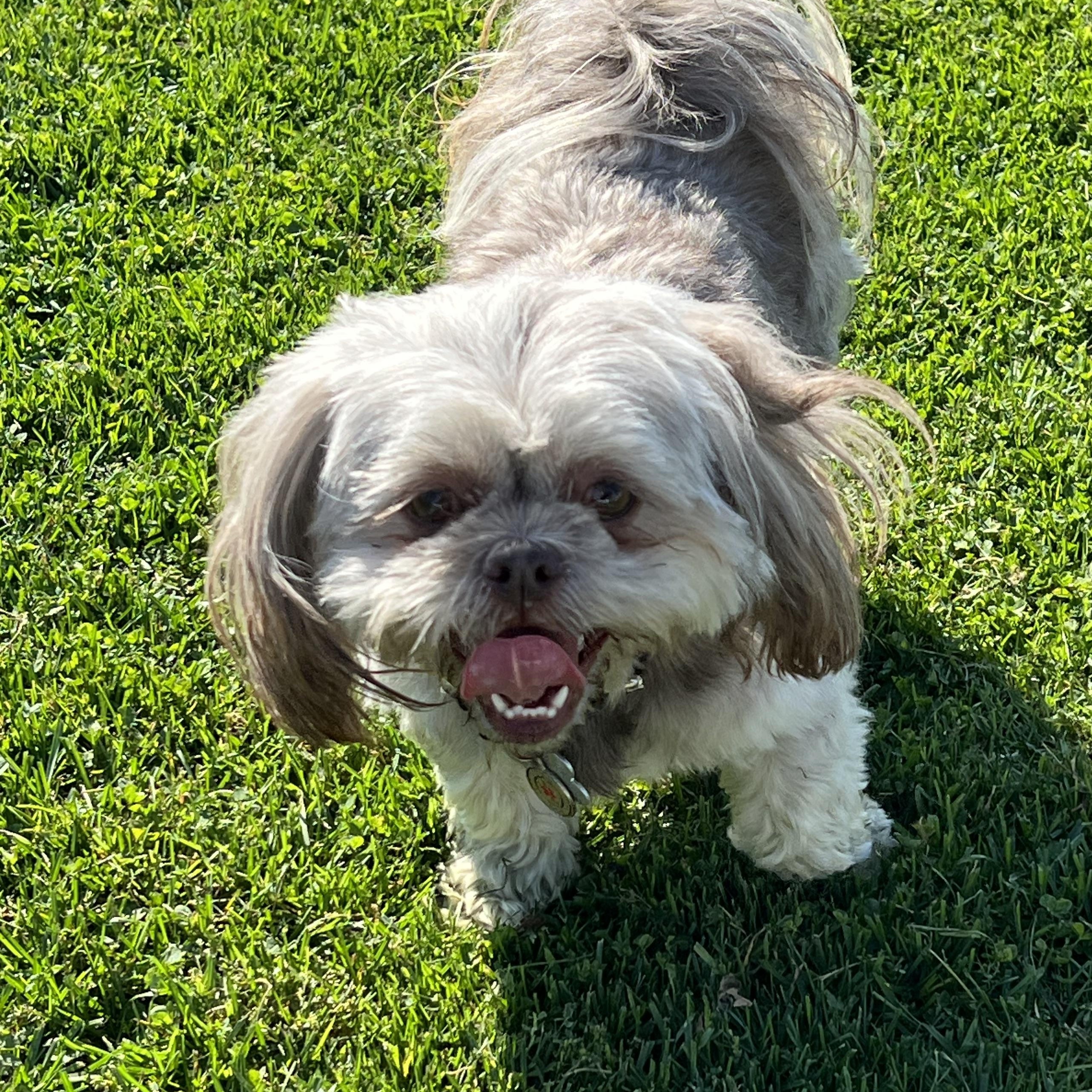 Enlarge Missy, a Adoptable Shih Tzu in Elkton, MI image 2/5