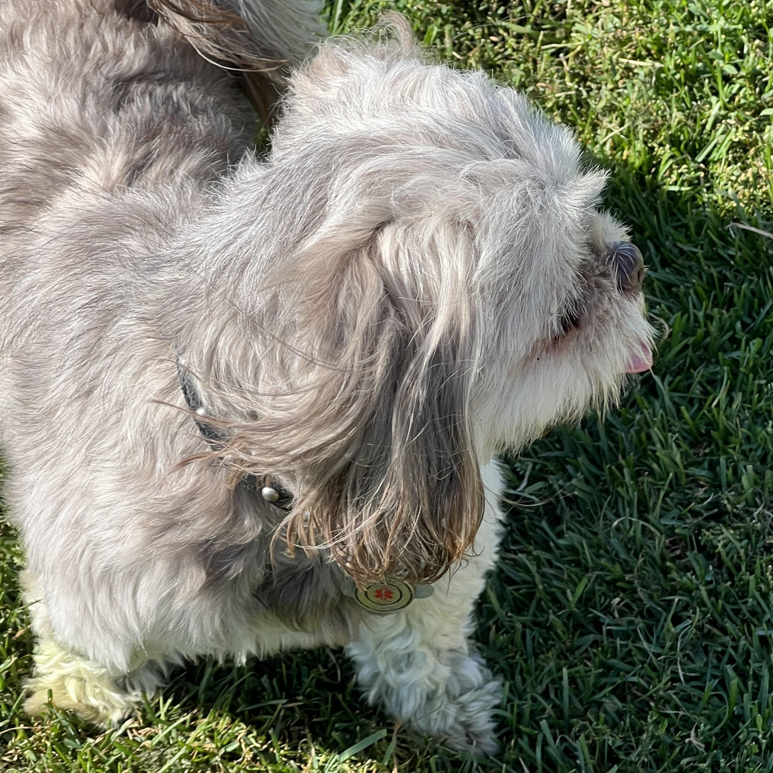 Enlarge Missy, a Adoptable Shih Tzu in Elkton, MI image 5/5