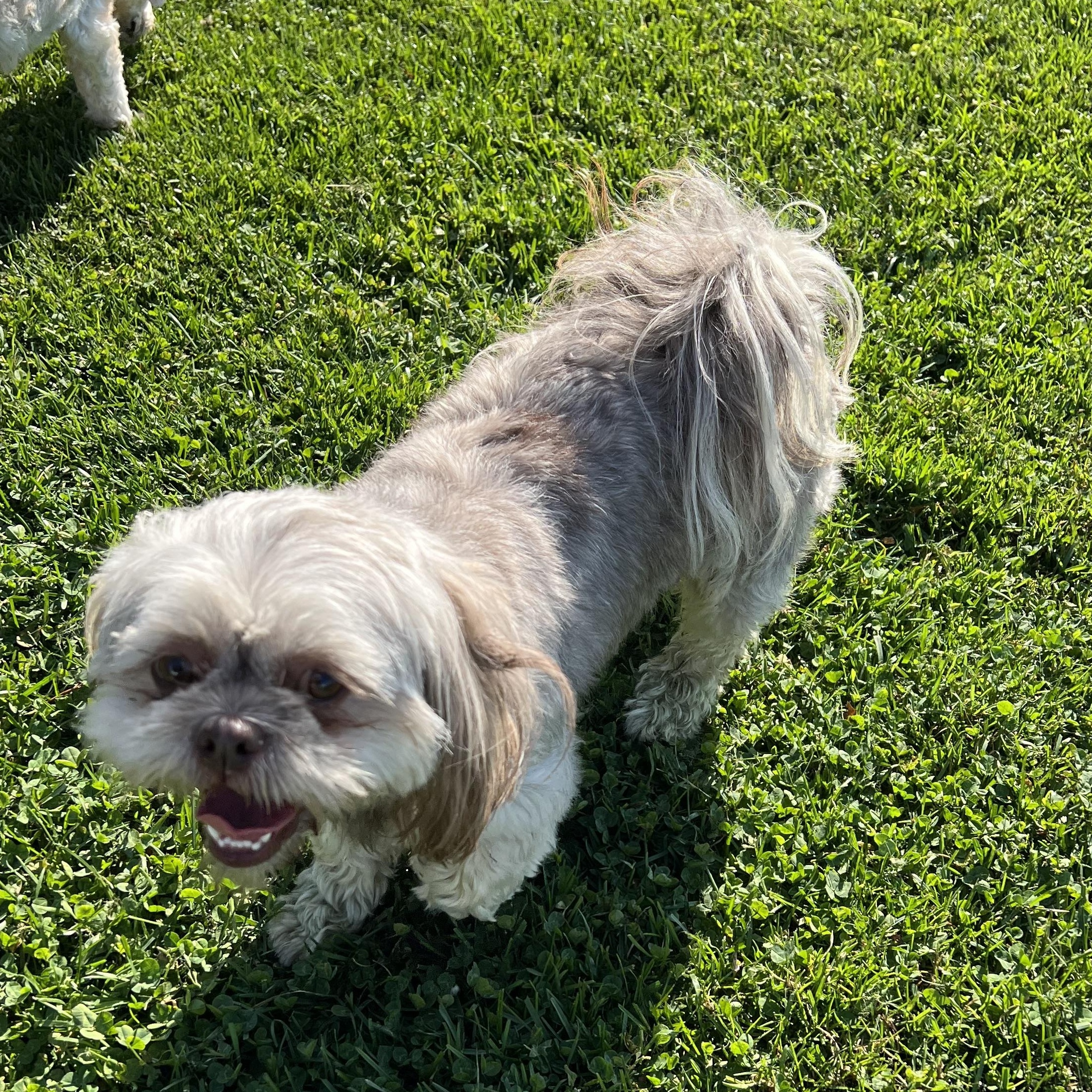 Enlarge Missy, a Adoptable Shih Tzu in Elkton, MI image 3/5