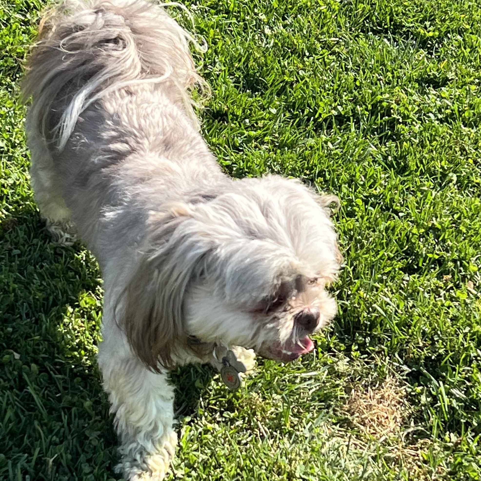 Enlarge Missy, a Adoptable Shih Tzu in Elkton, MI image 4/5