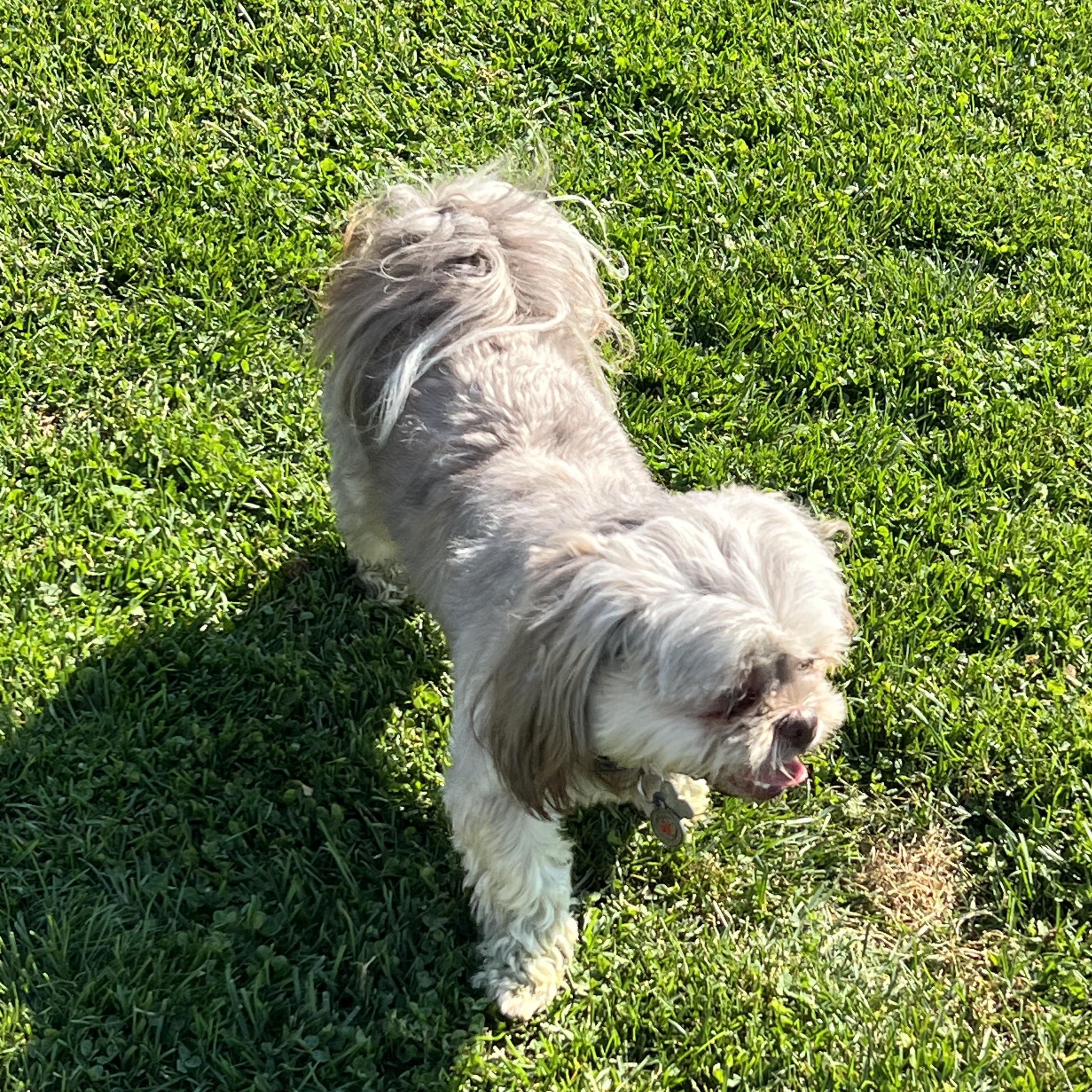 Missy, Adoptable, Adult Female Shih Tzu.
