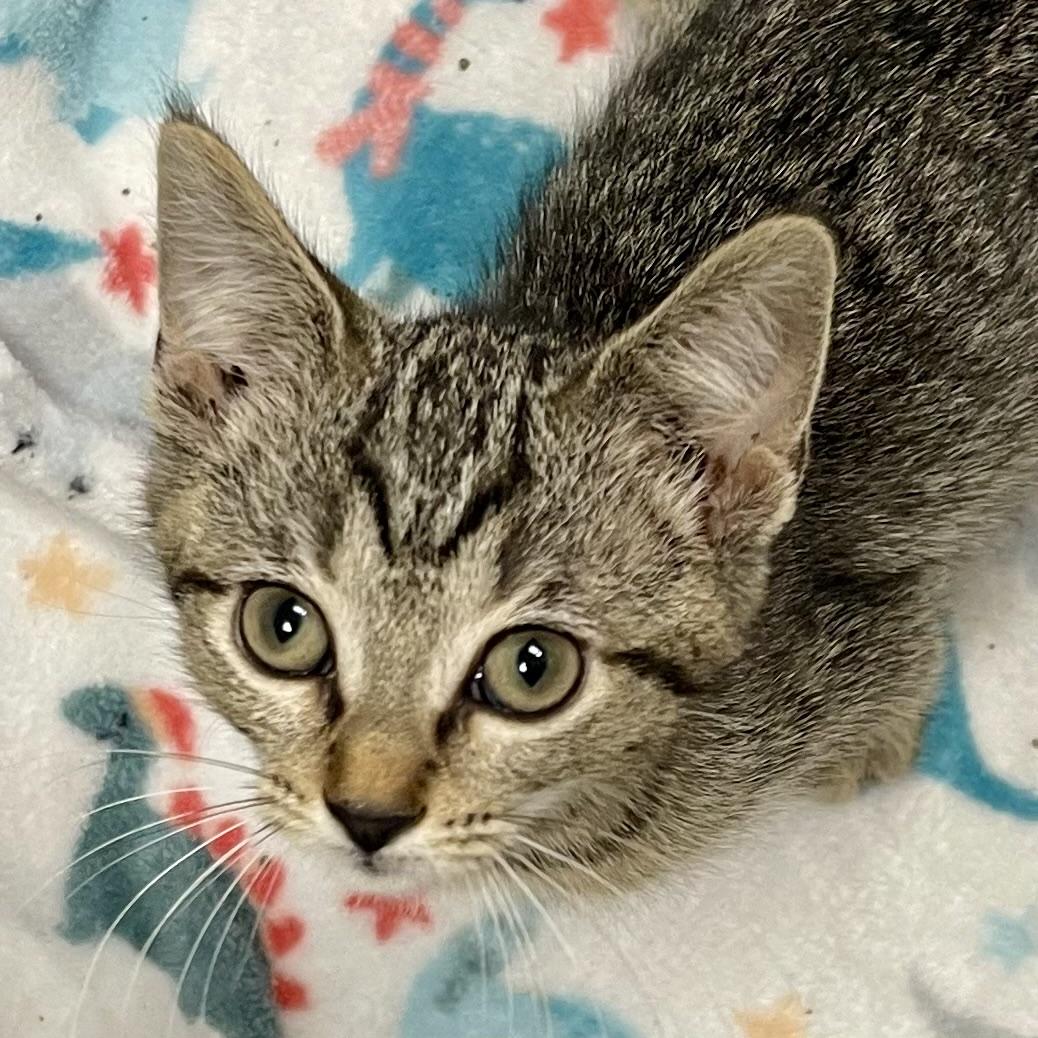 Pecan, a Adoptable mixed breed in Racine, WI image 1/3