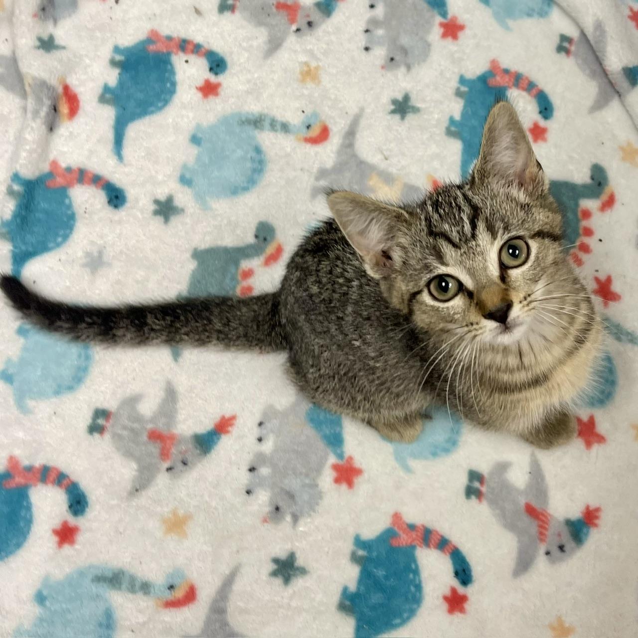 Pecan, a Adoptable mixed breed in Racine, WI image 3/3