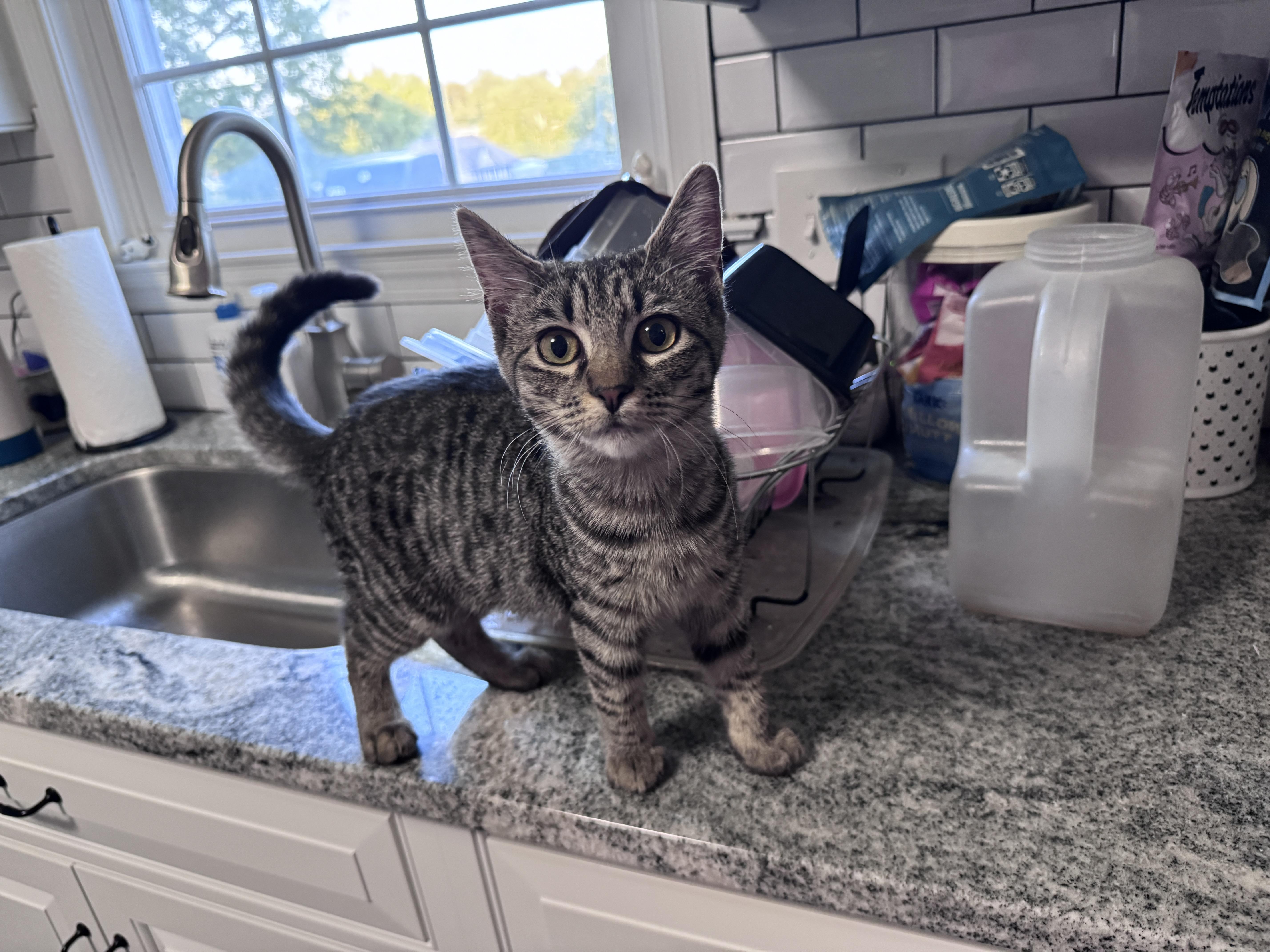 Greta, Adoptable, Young Female Domestic Short Hair.
