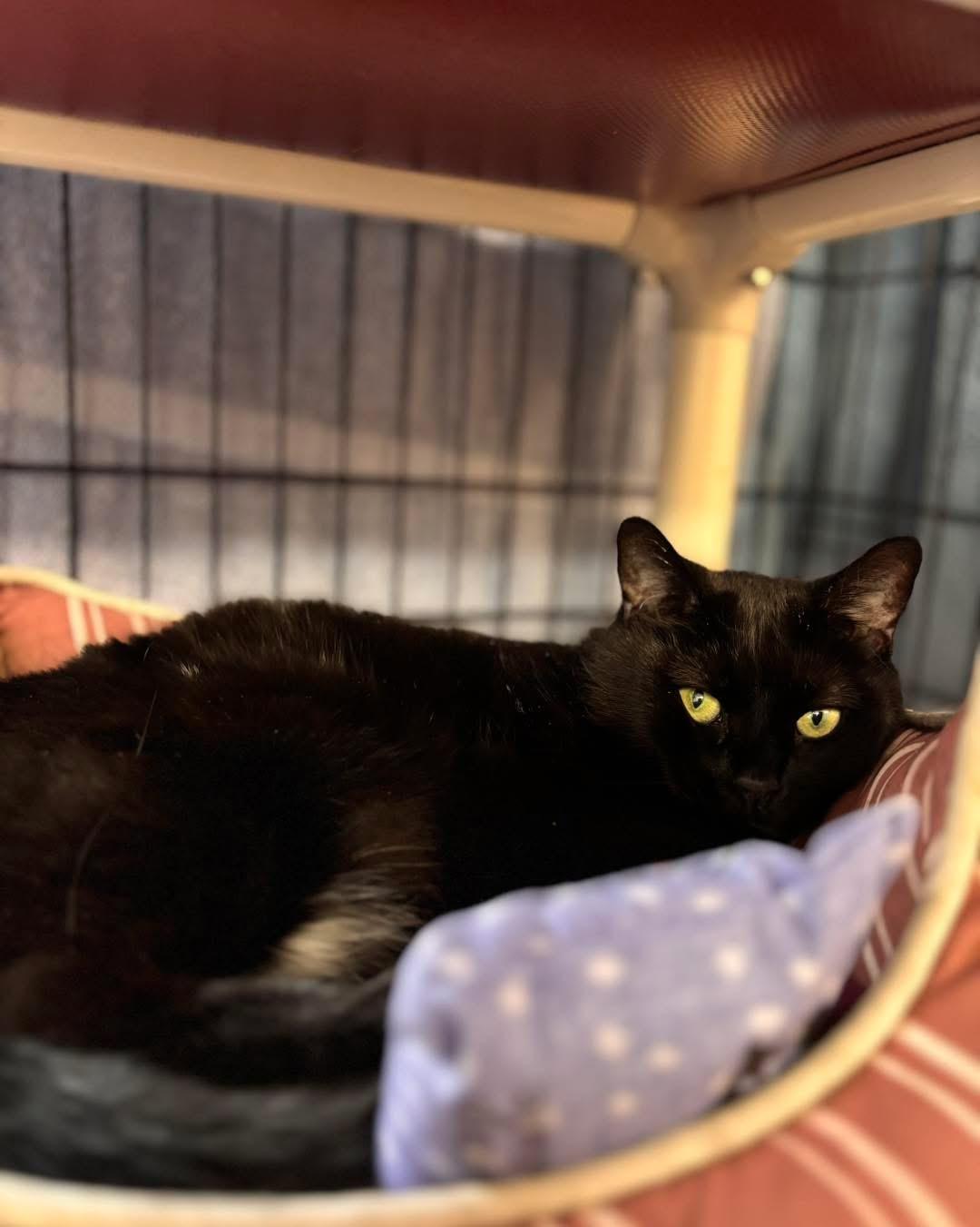 Enlarge Scoville, an adoption pending Domestic Short Hair in Manchester, NH image 5/5