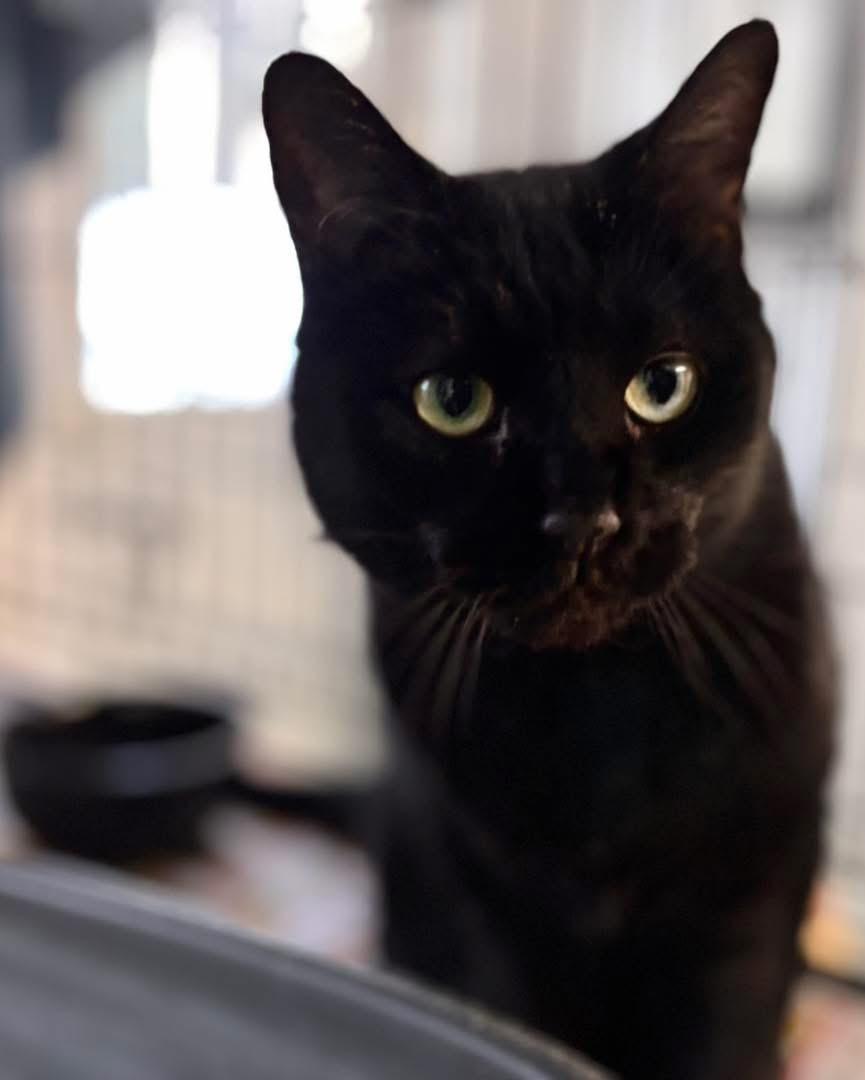 Enlarge Scoville, an adoption pending Domestic Short Hair in Manchester, NH image 3/5