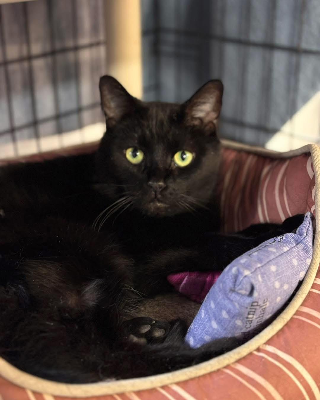 Scoville, Adoptable, Senior Female Domestic Short Hair.