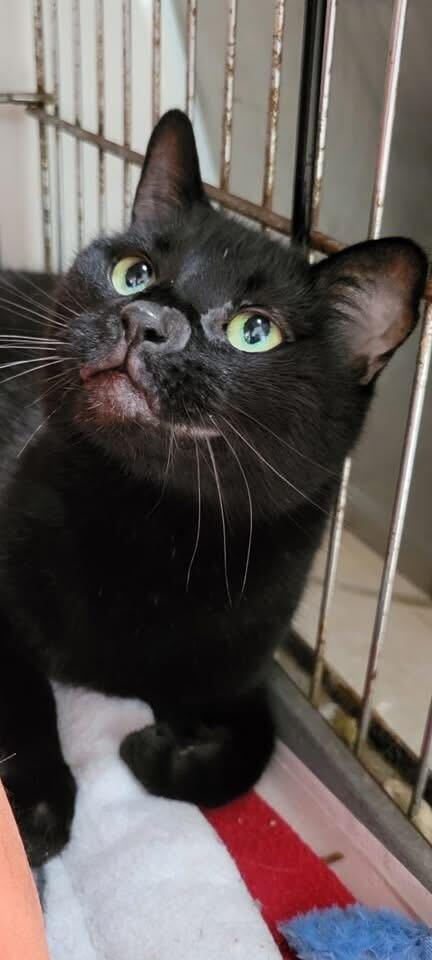Enlarge Scoville, a Adoptable Domestic Short Hair in Manchester, NH image 1/1