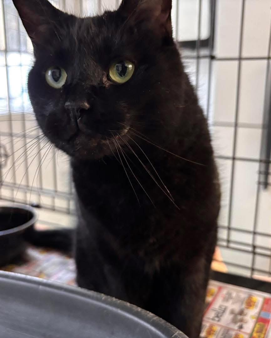 Enlarge Scoville, an adoption pending Domestic Short Hair in Manchester, NH image 4/5