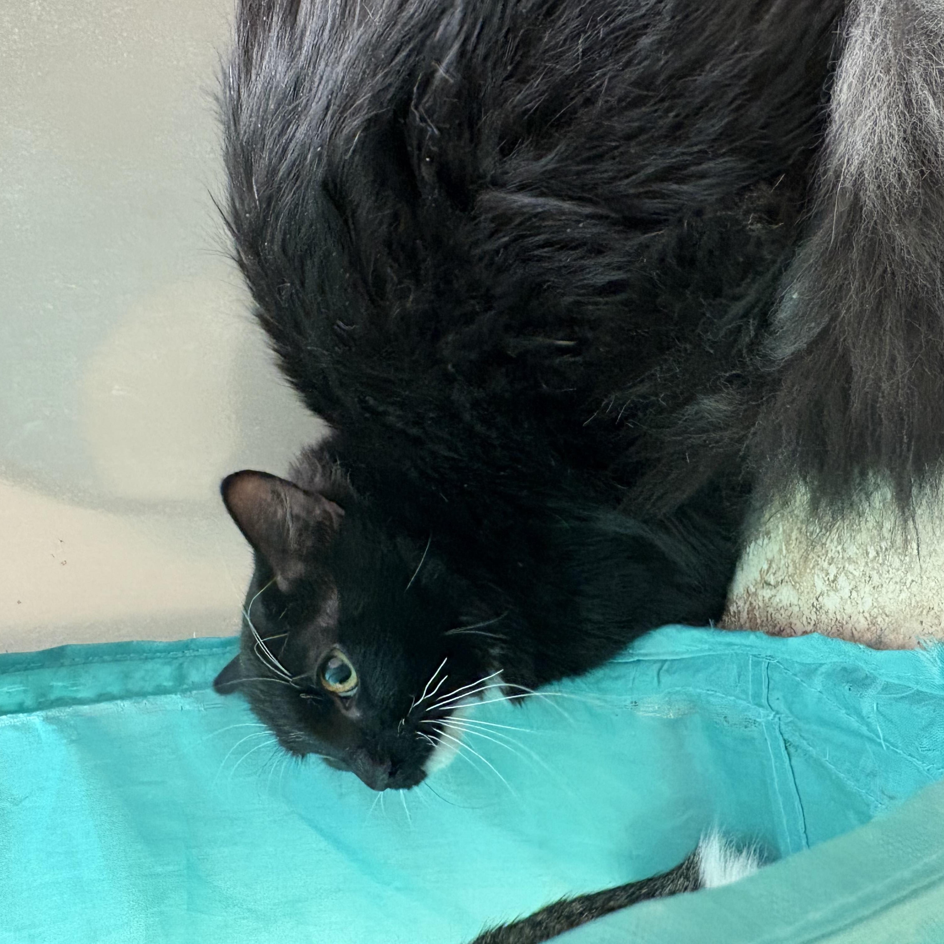 Socks, ADOPTABLE, Young Male Domestic Medium Hair.