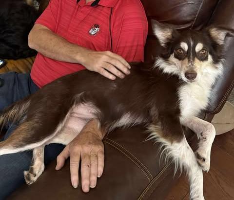 Macy GA, a Adoptable Australian Shepherd in Brunswick, GA image 1/4