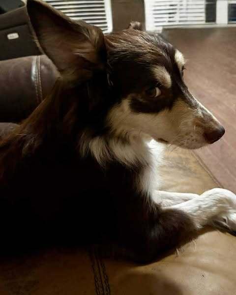 Macy GA, a Adoptable Australian Shepherd in Brunswick, GA image 2/4