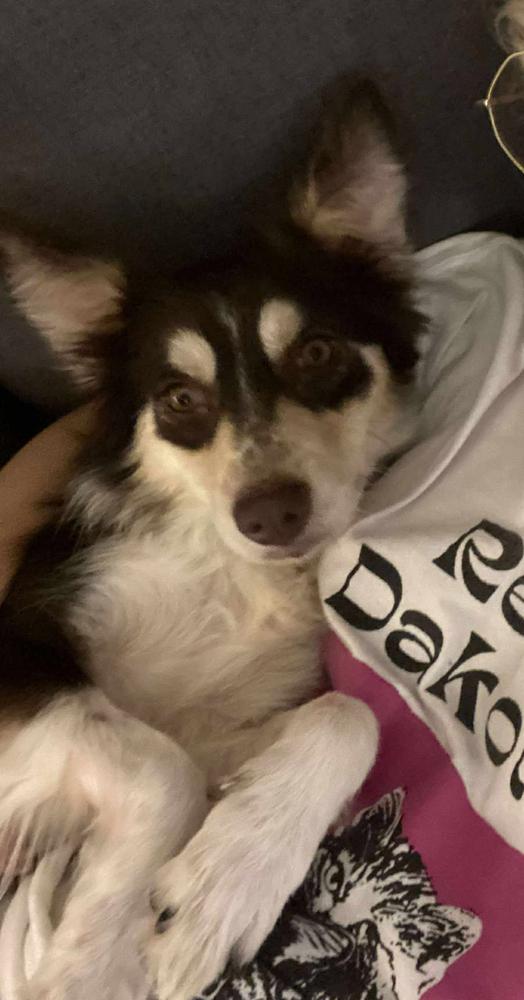 Macy GA, a Adoptable Australian Shepherd in Brunswick, GA image 3/4