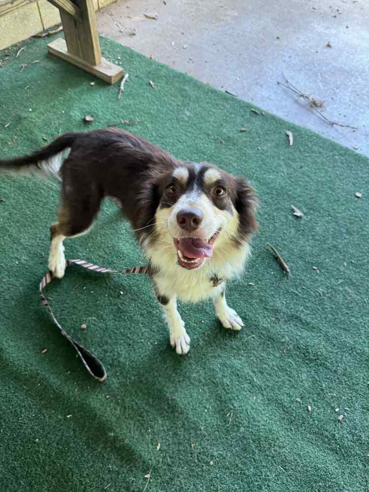 Macy GA, a Adoptable Australian Shepherd in Brunswick, GA image 4/4