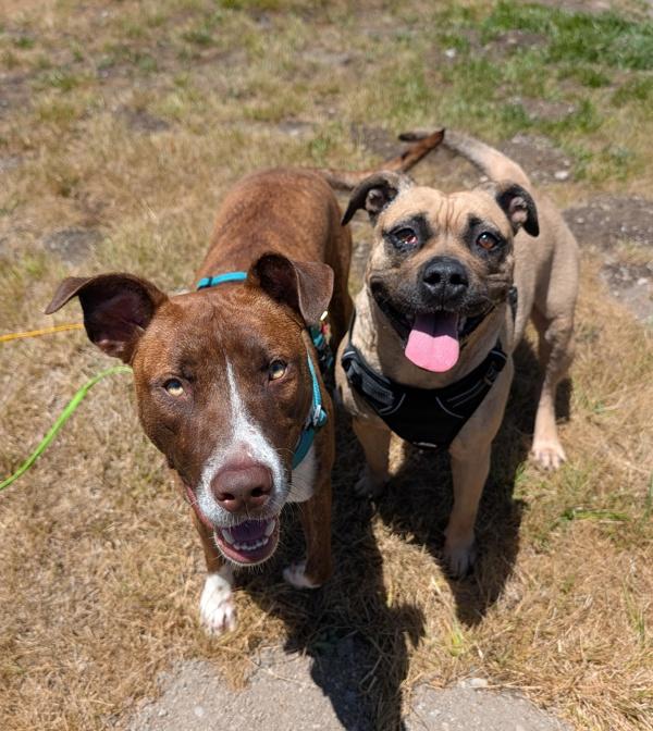 Enlarge Subaru, a Adoptable mixed breed in Santa Rosa, CA image 1/1
