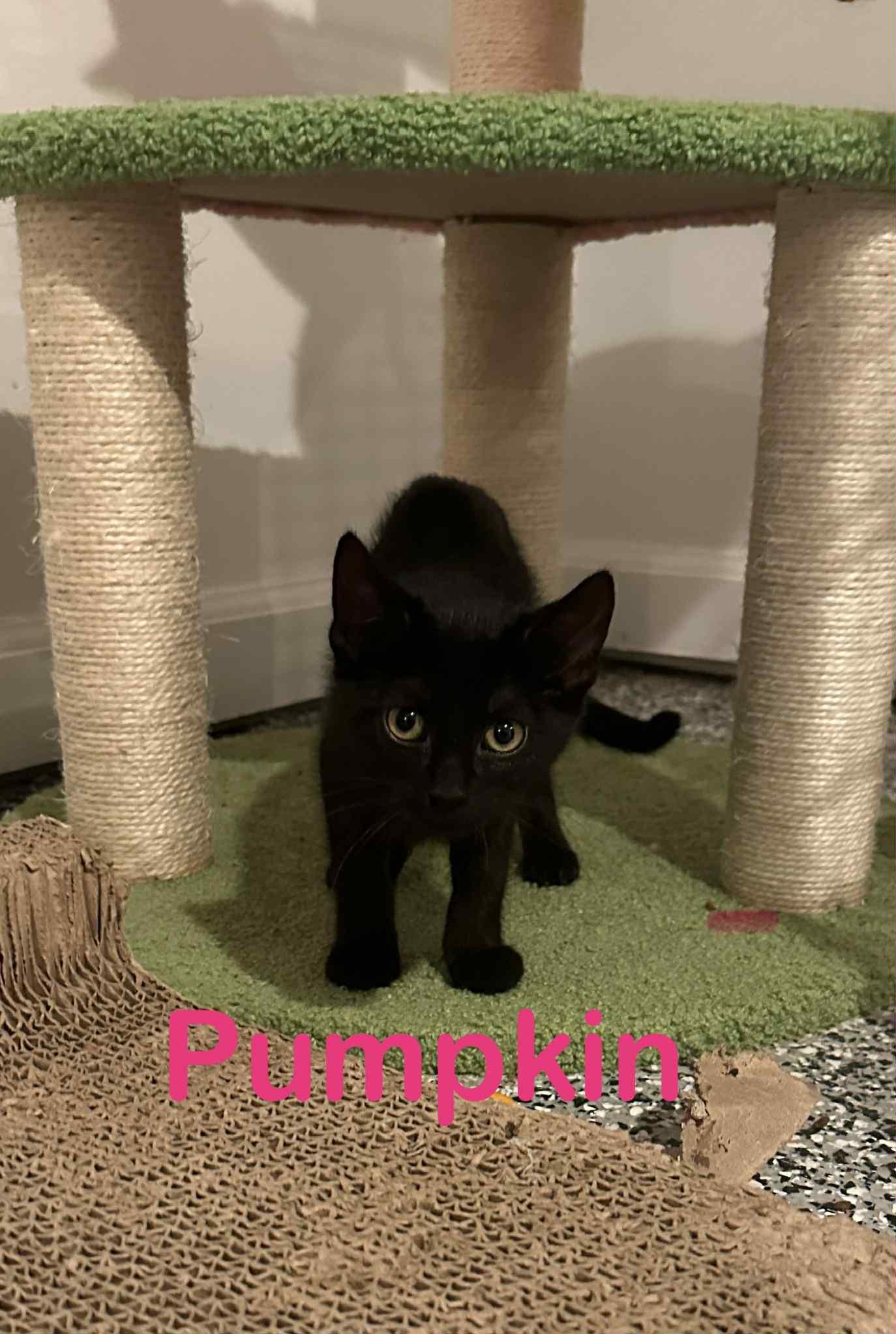 Pumpkin, a Adoptable Domestic Short Hair in Barrington Hills, IL image 1/3