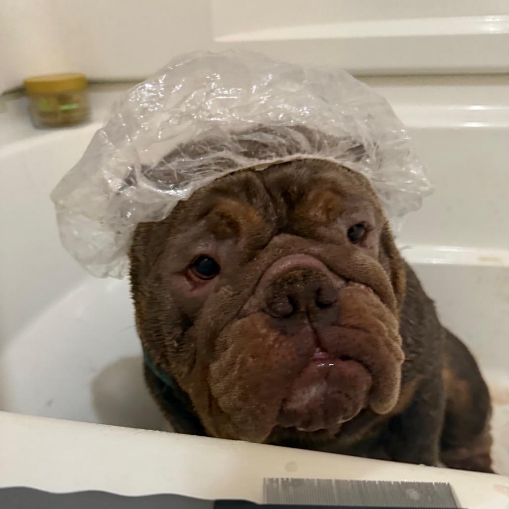 Russell, Adoptable, Adult Male English Bulldog.
