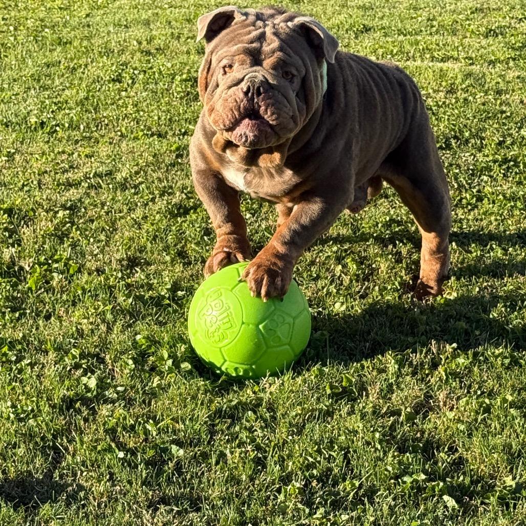 Enlarge Russell, a Adoptable English Bulldog in Huber Heights, OH image 2/6
