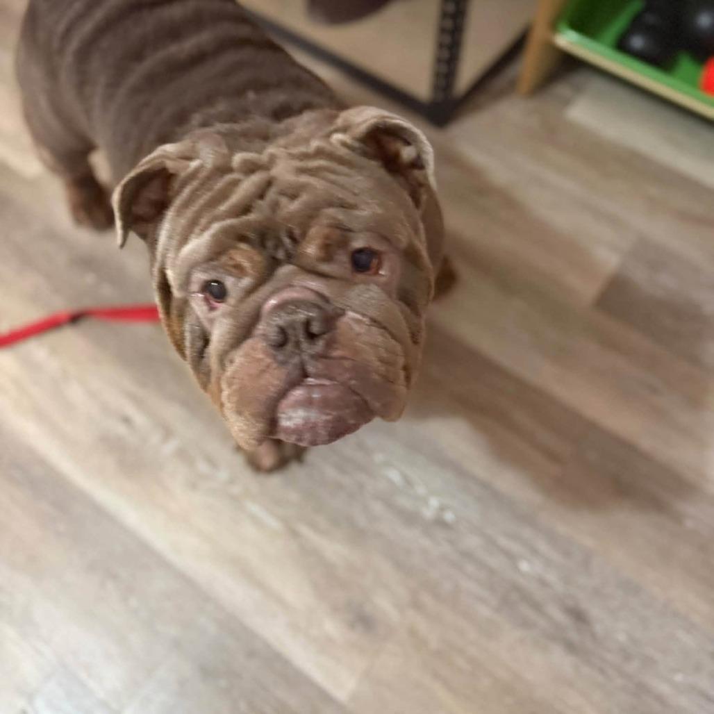 Enlarge Russell, a Adoptable English Bulldog in Huber Heights, OH image 3/6