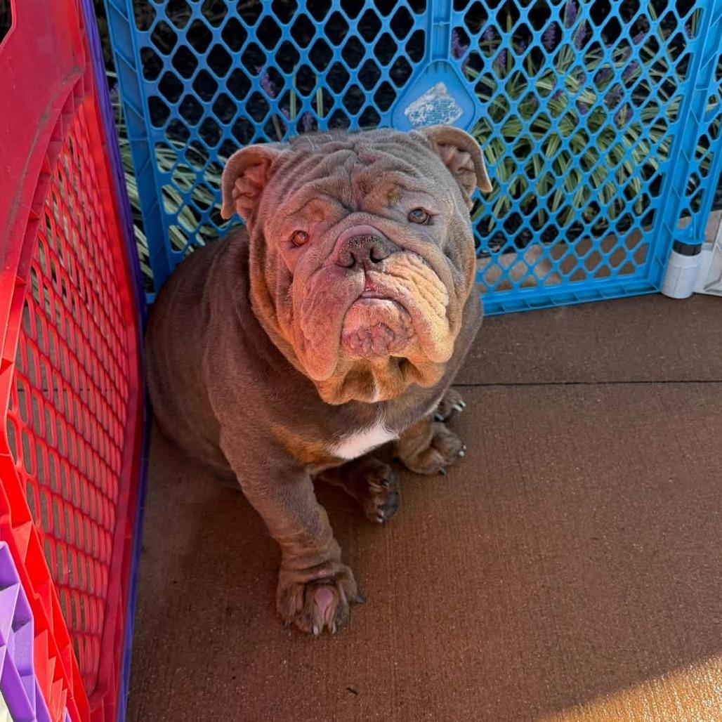 Enlarge Russell, a Adoptable English Bulldog in Huber Heights, OH image 4/6