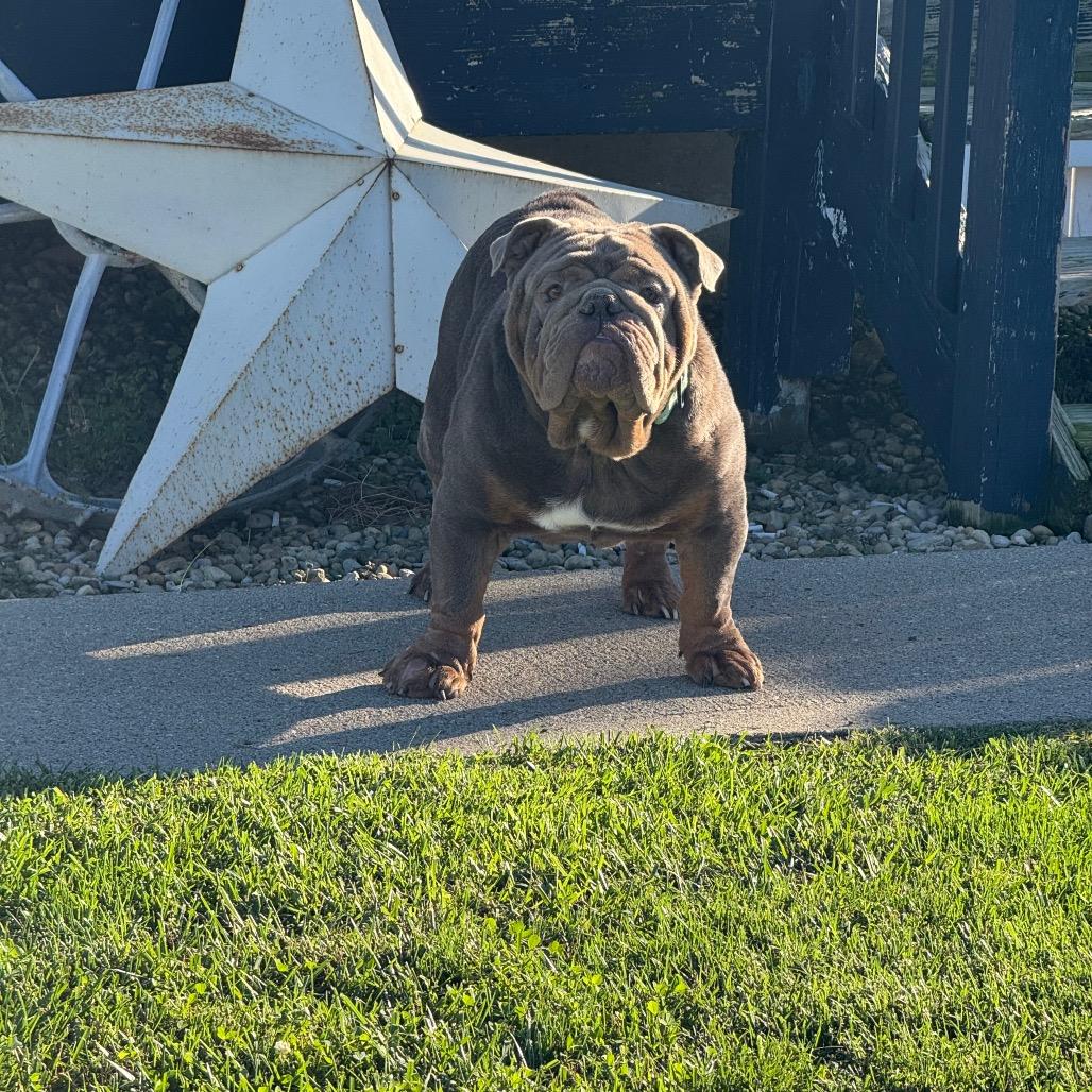 Enlarge Russell, a Adoptable English Bulldog in Huber Heights, OH image 5/6