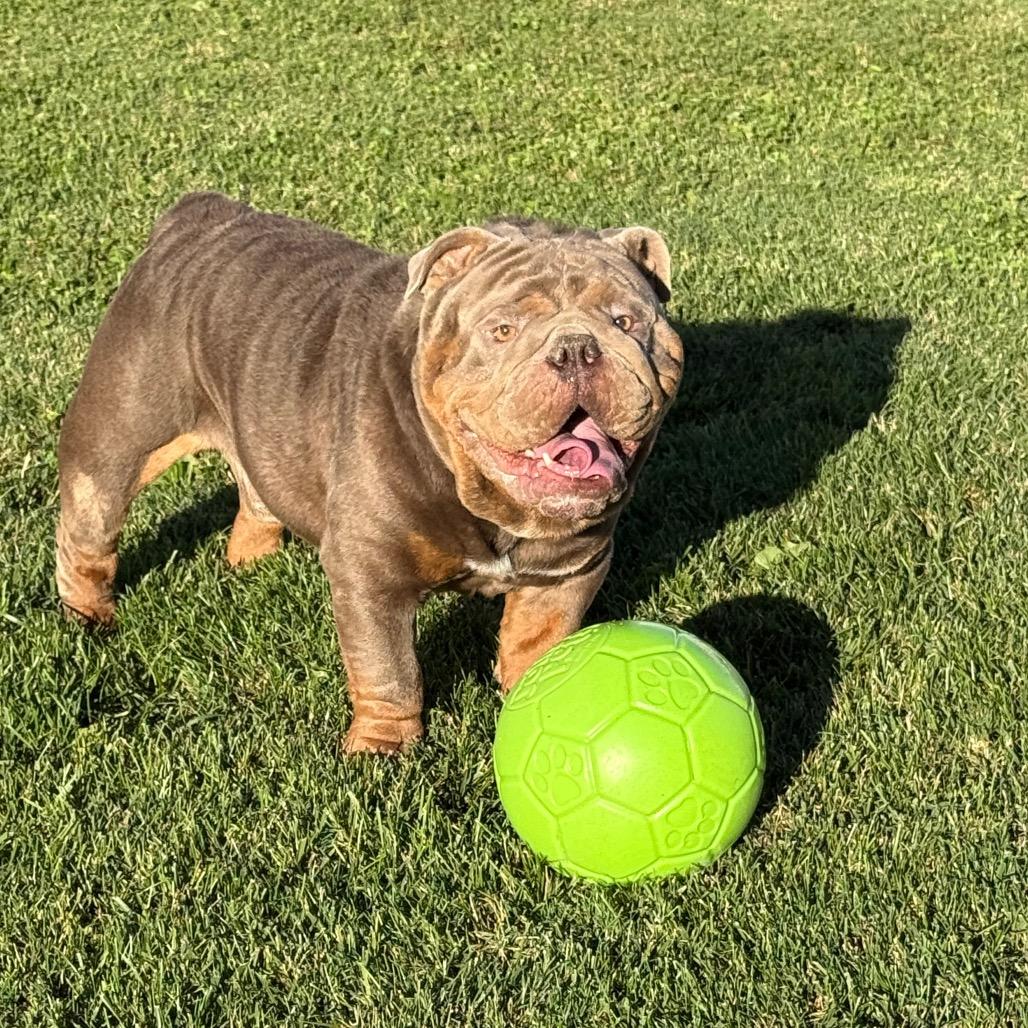 Enlarge Russell, a Adoptable English Bulldog in Huber Heights, OH image 6/6
