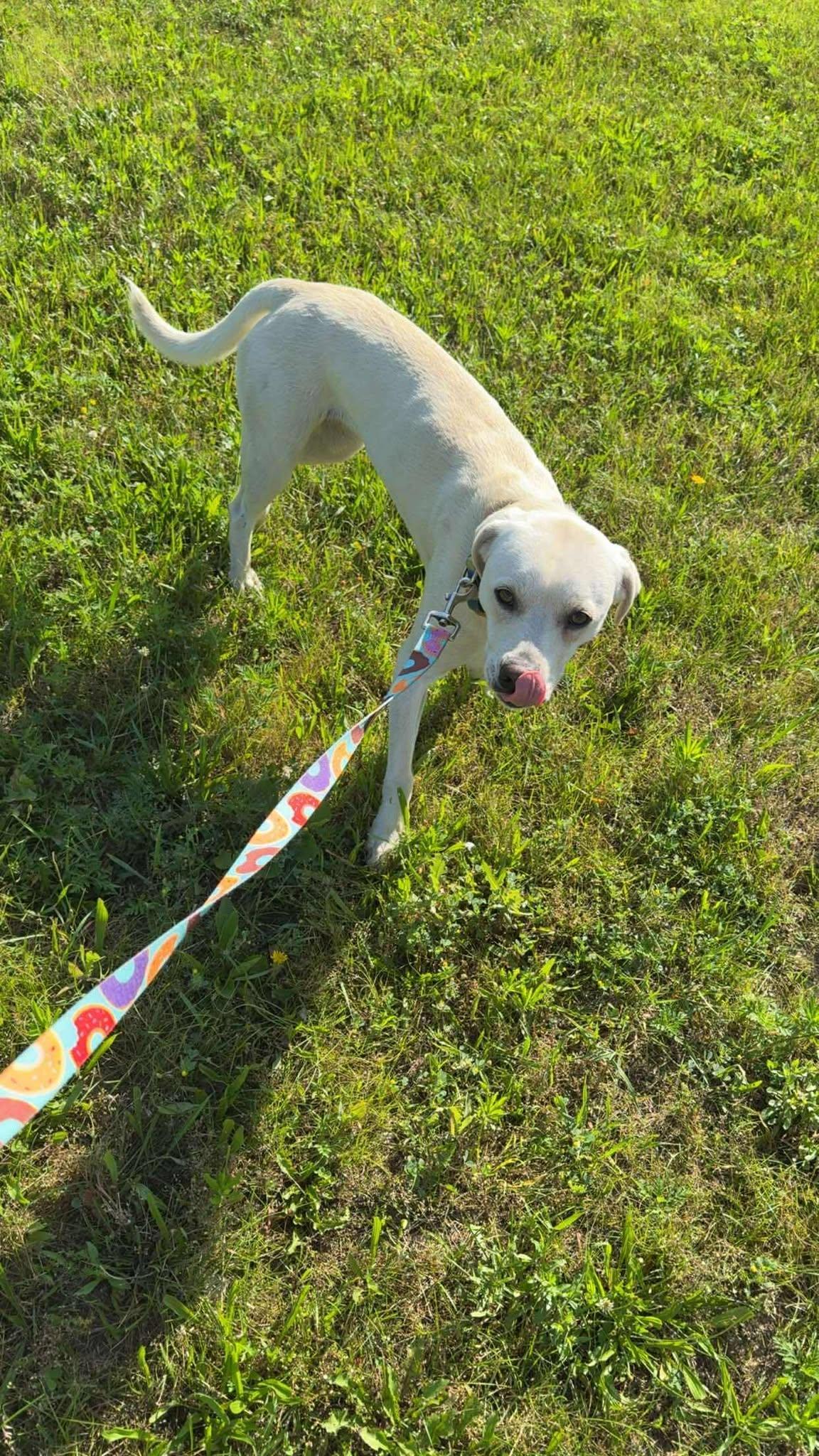 Rue, Adoptable, Young Female Yellow Labrador Retriever.