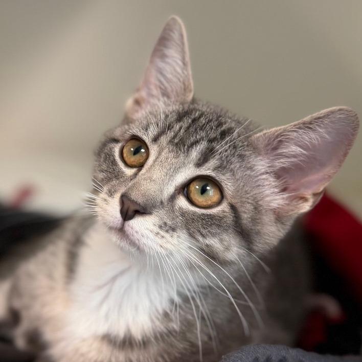 Enlarge Peach, a Adoptable Domestic Short Hair in Tulsa, OK image 1/1